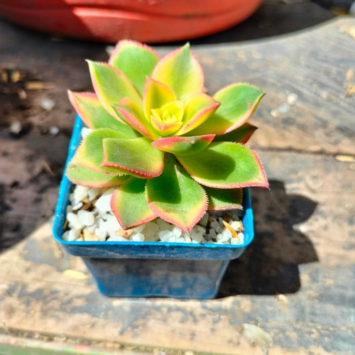 suculentas-para-recordatorios-vivero-online-0