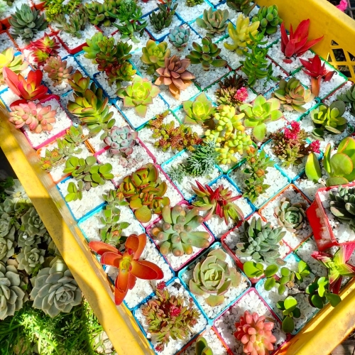 suculentas-para-recordatorios-vivero-online-1