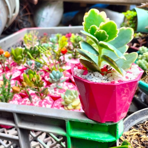 suculentas-para-recordatorios-vivero-online-2