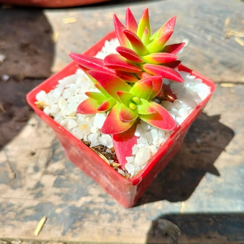 suculentas-para-recordatorios-vivero-online-3