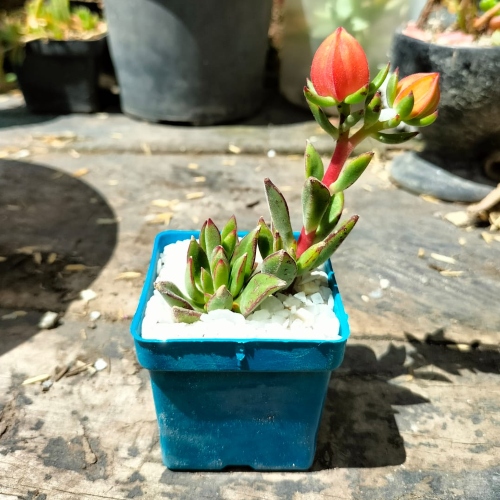 suculentas-para-recordatorios-vivero-online-4