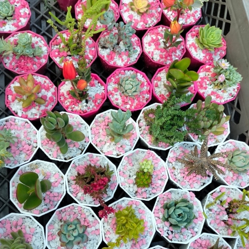 suculentas-para-recordatorios-vivero-online-5