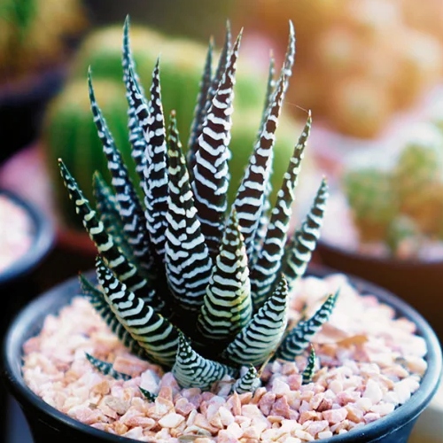 suculentas-sabila-zebrina-vivero-online-0