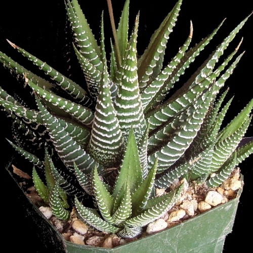 suculentas-sabila-zebrina-vivero-online-1