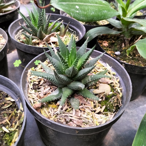 suculentas-sabila-zebrina-vivero-online-3