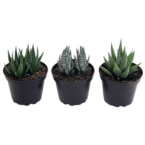 suculentas-sabila-zebrina-vivero-online-4