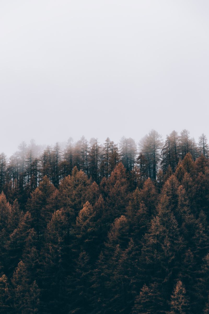 Photo by eberhard 🖐 grossgasteiger on Unsplash