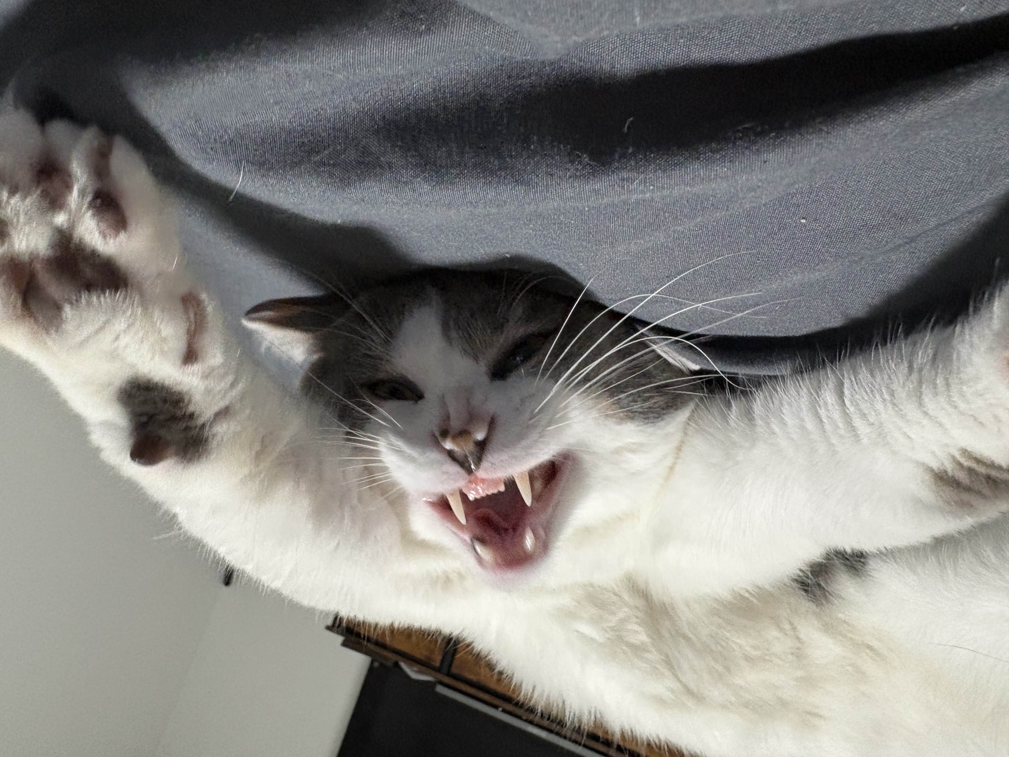 Dexter