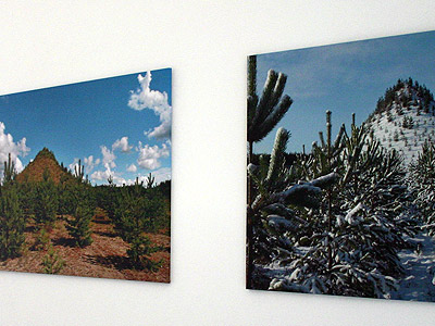 Agnes Denes :: What it Means to Plant a Forest (1996), Bios 4, Centro Andaluz de Arte Contemporaneo, Seville, Spain