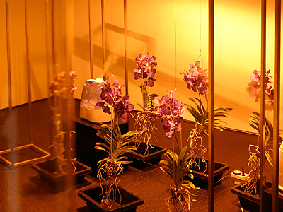 Mateusz Herczka :: Life Support Systems - Vanda  (2004), Bios 4, Centro Andaluz de Arte Contemporaneo, Seville, Spain
