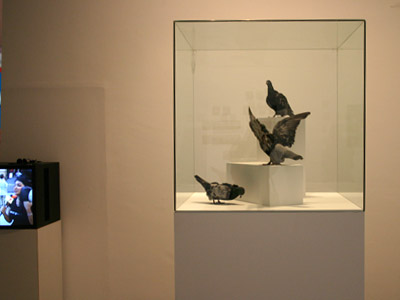 Beatriz da Costa with Cina Hazegh and Kevin Ponto ::  PigeonBlog (2006), Bios 4, Centro Andaluz de Arte Contemporaneo, S