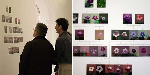 George Gessert :: Natural Selection (1994 - ), Bios 4, &copy; c-lab 2007