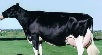 Jed Deborah's Clones are Fresh and Milking!