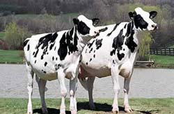 Cyagra - Livestock Cloning and Genetic Preservation
