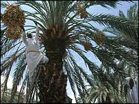 Date palm buds after 2,000 years 
