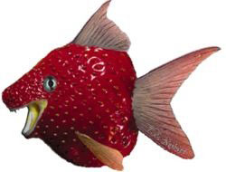 Fish-Gene Strawberries and Tomatoes