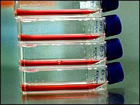 Adult stem cells 'cancer threat' 