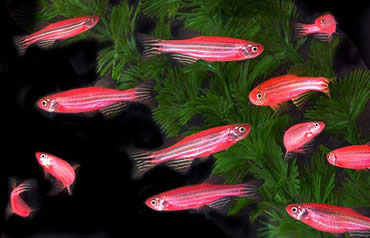 Glowing red GM fish to sell in US