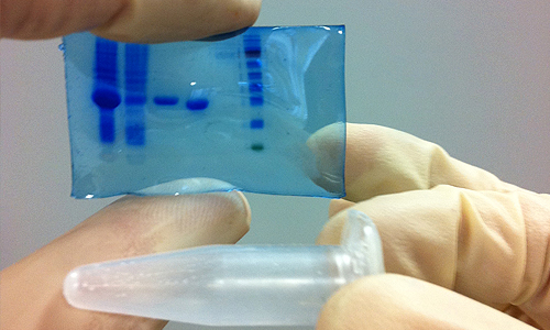 mini sds gel with microcentrifuge for scale