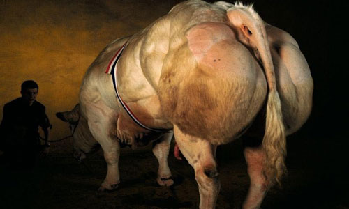 Belgian Blue Belgian Blue