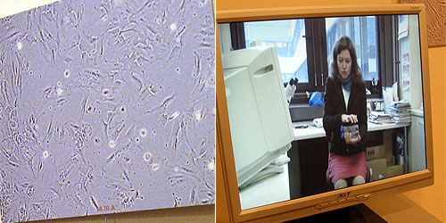 Lucie Svobodova, bio+bio- © c-lab 2007 Lucie Svobodova, bio+bio- © c-lab 2007