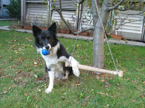 the well trained border collie, image credit: Friederike Range