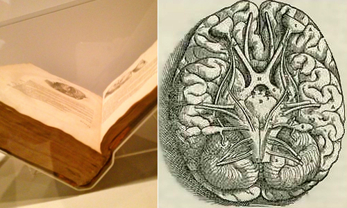 Andreas Vesalius' ''Fabrica'', showing the Base Of The Brain (1543)