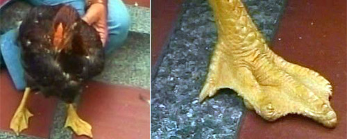 chicken with webbed feet