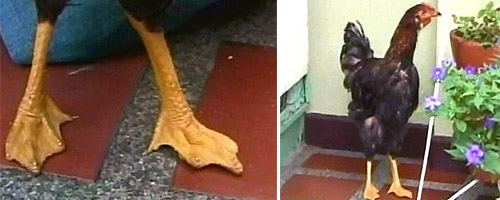 chicken with webbed feet