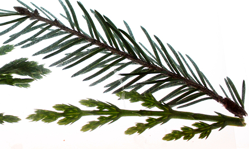 Cuttings of Trafalgar Square Christmas Tree