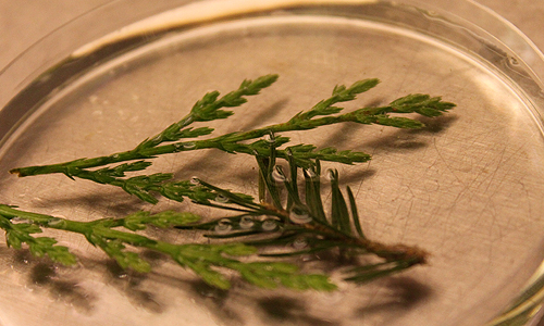 Christmas Tree Cutting and unidentified Plant Cutting