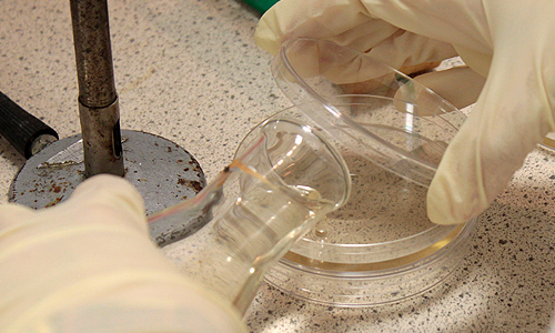 Pouring agar onto plates