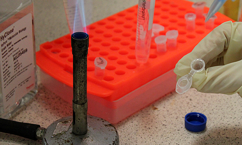 Adding agar into tubes