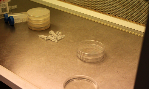Inside laminar hood