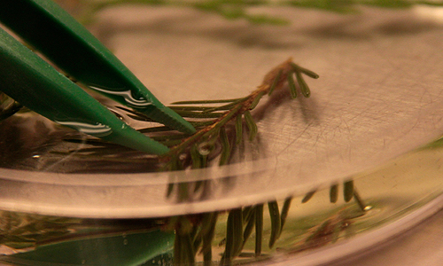 Cutting being bleached