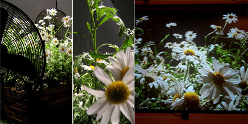 I Thought Some Daisies Might Cheer You Up, André Gonçalves 