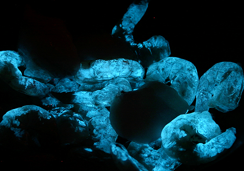 Glowing (dead) Prawns