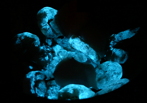 Glowing Prawns ©c-lab