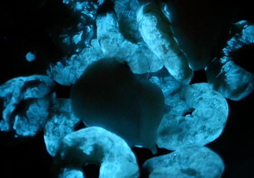 Glowing Prawns ©c-lab