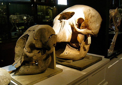 Visiting the Grant Museum of Zoology