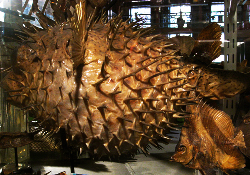 Grant Museum of Zoology