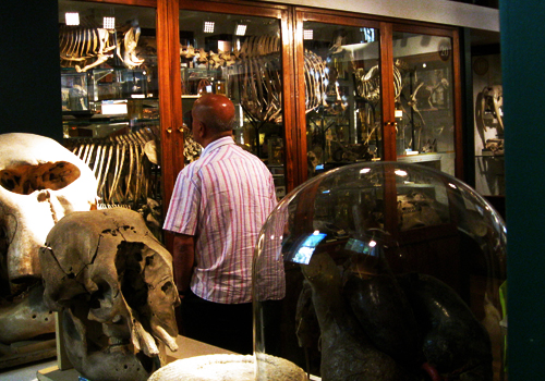 Grant Museum of Zoology