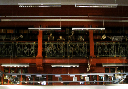 Grant Museum of Zoology