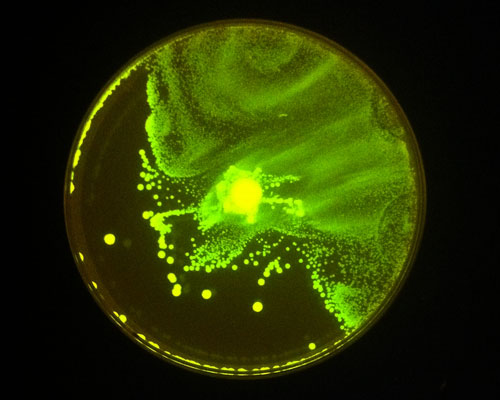 Stress light in growth & swarming behaviour