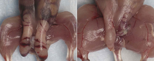 Comparison of wild type and F66/Mstn−/− mice © 2007 Se-Jin Lee Comparison of wild type and F66/Mstn−/− mice © 2007 Se-Jin Lee