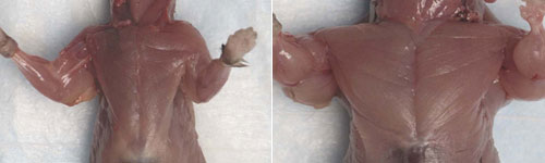 Comparison of wild type and F66/Mstn−/− mice © 2007 Se-Jin Lee Comparison of wild type and F66/Mstn−/− mice © 2007 Se-Jin Lee