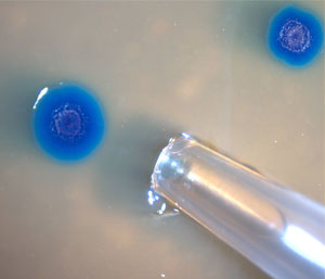 Colonies of the transformed Mycoplasma mycoides bacterium. Image Credit: J. Craig Venter Institute Colonies of the transformed Mycoplasma mycoides bacterium. Image Credit: J. Craig Venter Institute