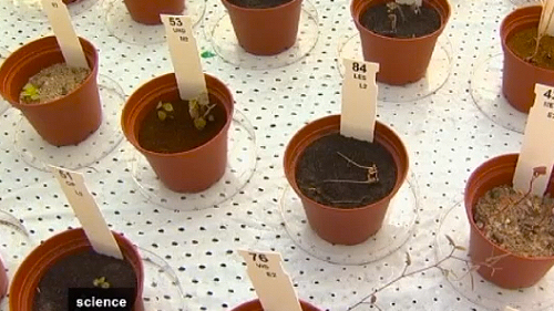 Plant Life on Mars, Euronews 2013