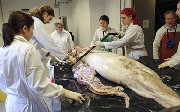 Giant squid goes on display