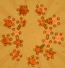 Brain Cells Fused with Computer Chip